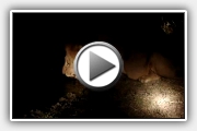 lionatnight