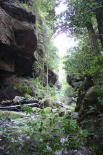View from deep inside the Grand Canyon, Blue Mountains