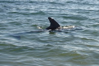 Big Nick, one of the dolphins at the Dolphin Discovery Centre, Bunbury
