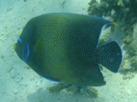 Angelfish at Turquoise Bay, Cape Range National Park