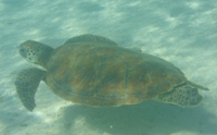Turtle at Lakeside, Cape Range National Park