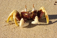 Crab on Tulki Beach, Cape Range National Park