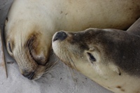 Sea lions at Seal Bay, Kangaroo Island
