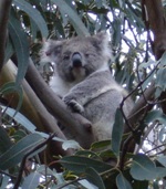 Koala at Hanson Bay Koala Sanctuary, Kangaroo Island