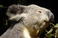 Young koala at Pennant Hills Koala Park Sanctuary, Sydney