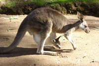 Kangaroo with joey at Pennant Hills Koala Park Sanctuary, Sydney