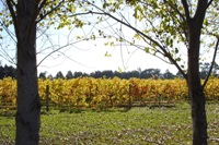 Pretty autumn colours of the vineyards of Howard Park, Margaret River