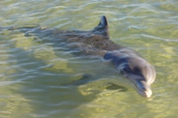 Puck posing for the cameras in the Dolphin Interaction Zone, Monkey Mia