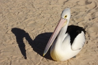 Pelican on the beach, Monkey Mia