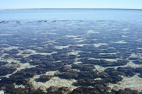 Stromatolites at Hamlin Pool, Shark Bay