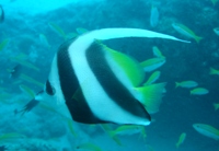 Diving at Blizzard Ridge, Ningaloo Marine Reserve