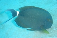 Diving at Blizzard Ridge, Ningaloo Marine Reserve
