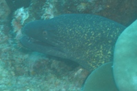 Moray Eel at The Labyrinth, Ningaloo Marine Reserve