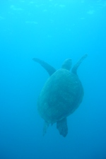 Turtle at The Labyrinth, Ningaloo Marine Reserve