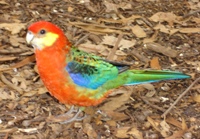 One of the many pretty birds near The Gloucester Tree, Pemberton