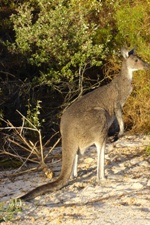 Kangaroo near Kangaroo Point, Nambung National Park