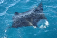 Manta Ray, Ningaloo Marine Reserve