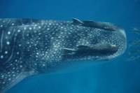 Whale Shark 2 (the small one), Ningaloo Marine Reserve