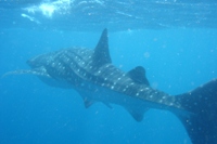 Whale Shark 3, Ningaloo Marine Reserve