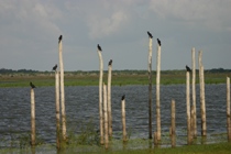 Birds at Crooked Tree lagoon