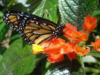 Butterfly at Green Hills Butterfly Ranch (we?ve forgotten the name so answers on a postcard please!)