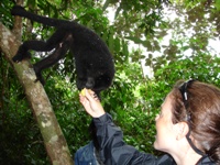 Nikki feeding a cashew fruit to hungry Black Howler Monkey