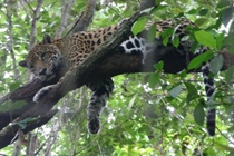 Jaguar at Belize Zoo
