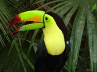 Toucan at Belize Zoo