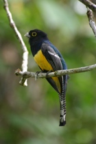 Black-throated trogan