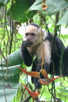 White-faced Capuchin Monkey in Parque Nacional Carara