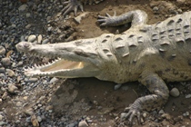 One of the many crocodiles at the Rio Tarcoles