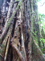 One of the huge trees in the Monteverde Cloud Forest surrounded by a strangler fig
