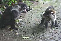 Two coatis fighting at the Visitor Centre at Monteverde