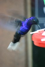 Violet Sabrewing Hummingbird at the Hummingbird Gallery, Monteverde