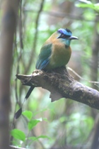 Blue-crowned motmot, Finca Ecologica