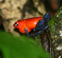 Strawberry Poison Dart Frog at the Hanging Bridges of Arenal