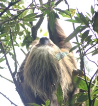 2-toed sloth in a tree by the roadside in Santa Elena