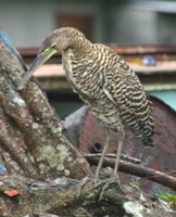 Juvenile Tiger Heron in Tortuguero