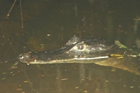 Baby crocodile in Tortuguero