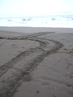Turtle tracks up the beach in Tortuguero (shame we missed the turtle...)
