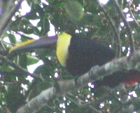 Chestnut Mandibled Toucan in Parque Nacional Carara