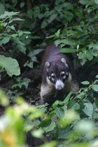 Coati in Reserva Natural Atitlan, Panajachel, Lago de Atitlan
