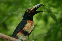 Collared Arcaris, Tikal