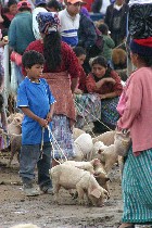 Boy with pigs at San Francisco Market