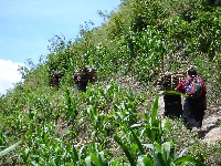 Local women carrying bundles of wood on walk to Tzununa (it looked like hard work!), Lago de Atitlan