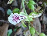 Cardamom flower, Finca El Cisne