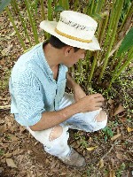 Carlos inspecting the cardamom pods, Finca El Cisne