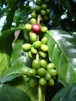 Coffee Beans, Finca El Cisne
