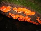 Fungus on a tree trunk, Parque Nacional La Tigra