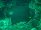 Gray Angelfish at Big Rock, Utila